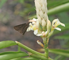 Alpinia oxymitra