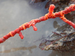 Ophiothela mirabilis