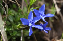 Calathianae