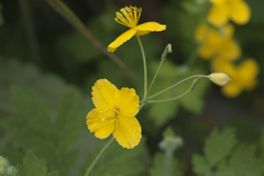 Chelidonium asiaticum