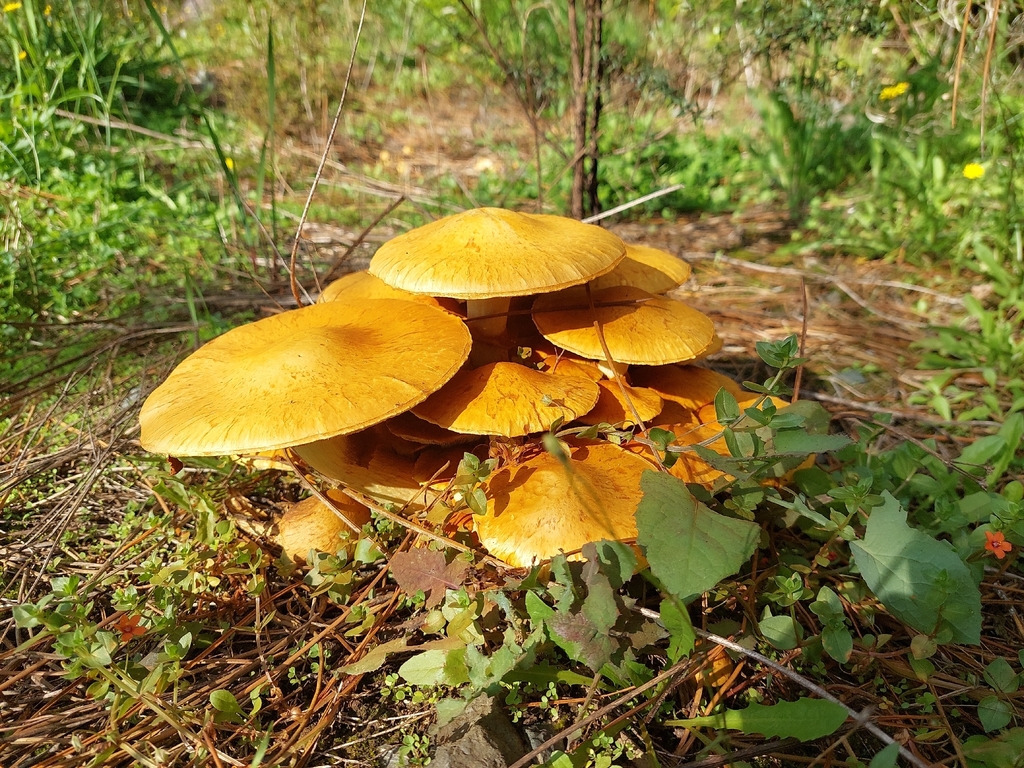 Gymnopilus junonius · April 2026 · photo: © jcvdm (iNaturalist, cc-by-sa)