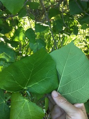Macaranga involucrata
