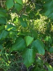 Macaranga involucrata