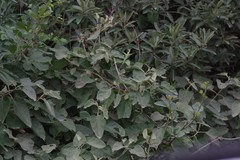 Buddleja dysophylla