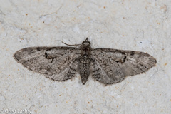 Eupithecia bolterii