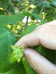 Macaranga involucrata
