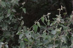 Buddleja dysophylla