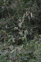 Buddleja dysophylla