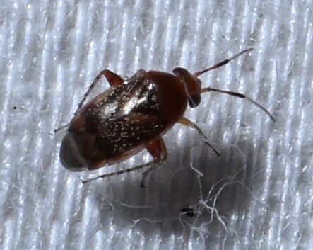 Rhinacloa basalis