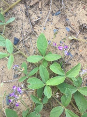 Desmodium rhytidophyllum
