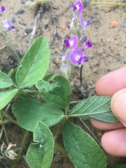 Desmodium rhytidophyllum