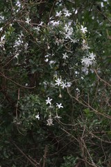 Jasminum angulare