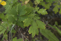 Chelidonium asiaticum