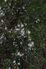 Jasminum angulare