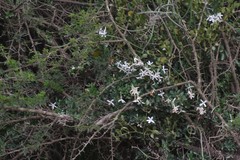Jasminum angulare