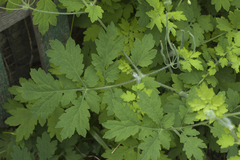 Chelidonium asiaticum