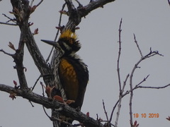 Chrysocolaptes festivus