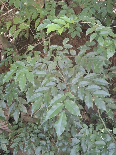 Myroxylon balsamum observed 2026-04-26