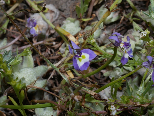 iNaturalist observation photo of Doublehorn Calicoflower