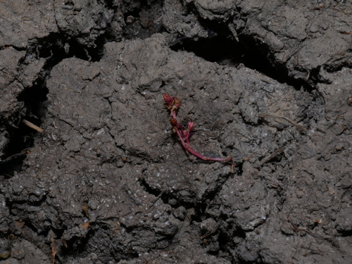 iNaturalist observation photo of Aquatic pygmyweed