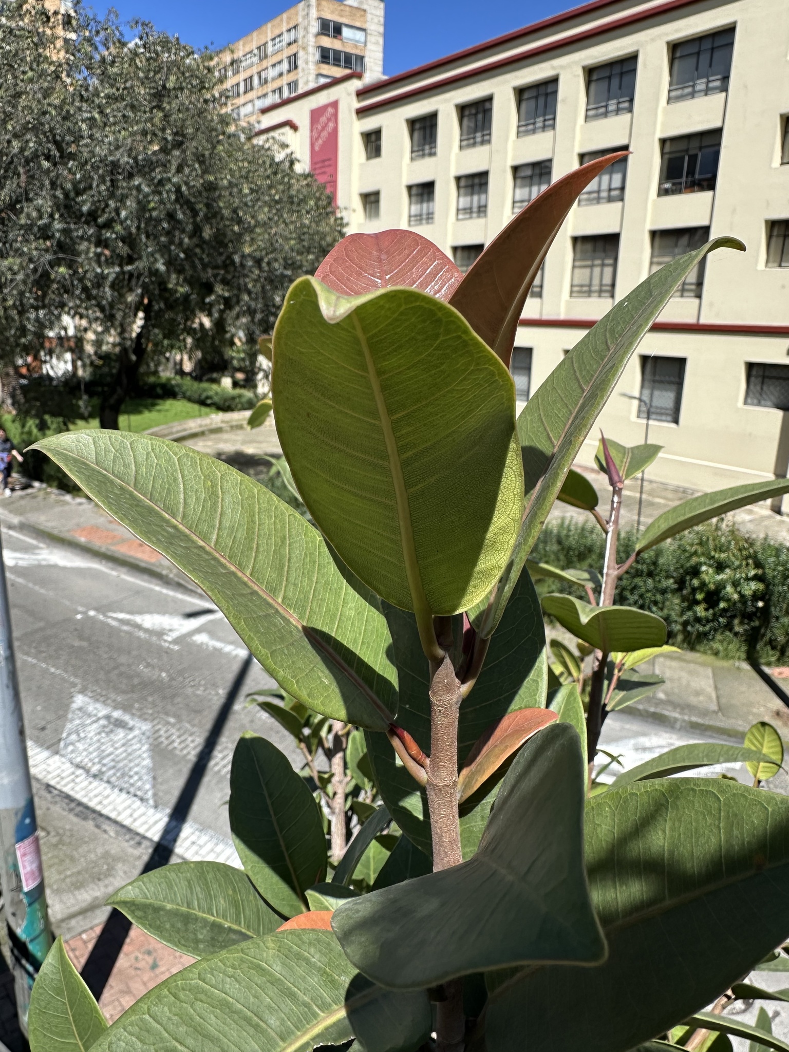 Imagem de Mata-pau