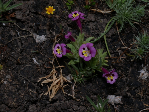 iNaturalist observation photo of tricolor monkeyflower