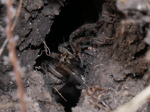 iNaturalist observation photo of Wolf Spiders