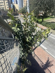 Ficus americana, photograph (c) Nicolás Baresch Uribe, some rights reserved (CC BY)