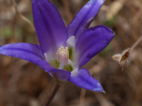 iNaturalist observation photo of harvest brodiaea