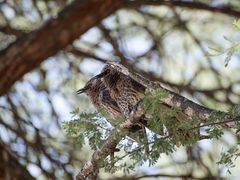 Turdoides hartlaubii