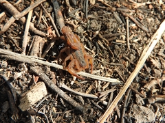 Centruroides ornatus