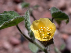 Abutilon fraseri