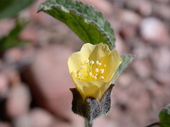 Abutilon fraseri