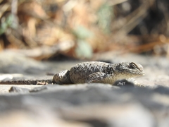 Sceloporus torquatus melanogaster