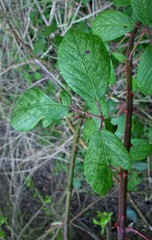 Rubus polyanthemus