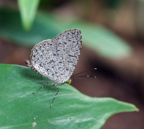 Lesser Darkie