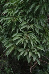 Cordia caffra
