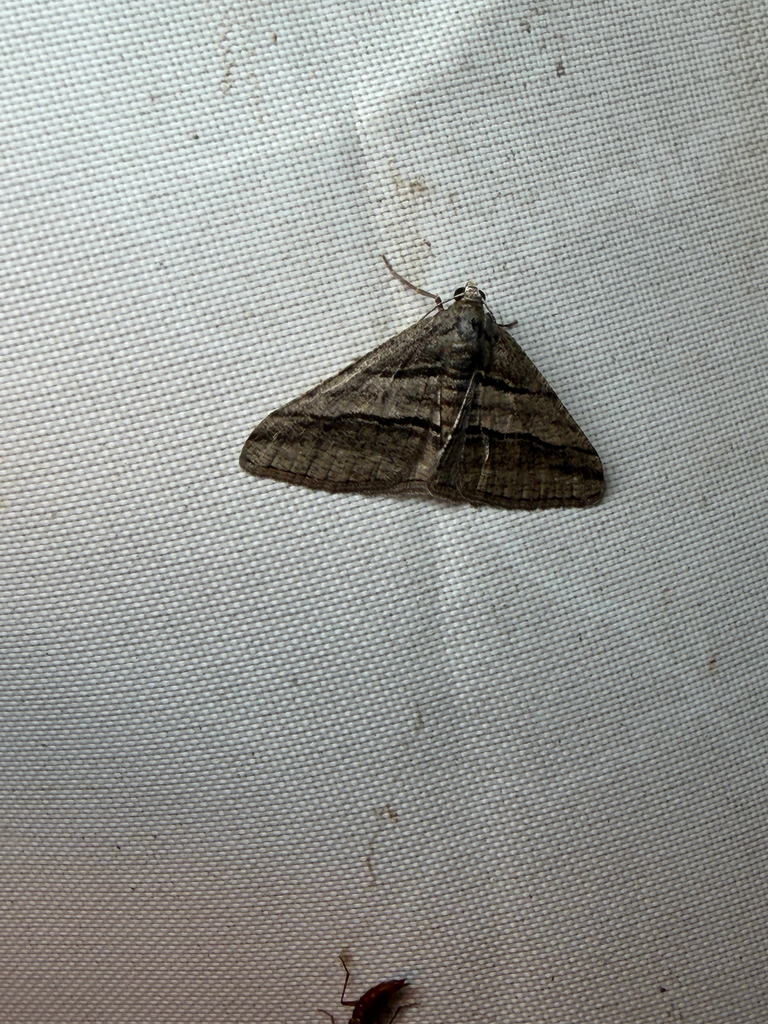 Broad-lined Angle