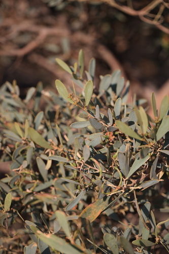 Acacia redolens, photograph 2