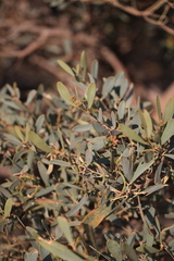 Acacia redolens, photograph (c) Sarah Dillion, some rights reserved (CC BY)