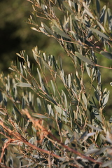 Acacia redolens, photograph (c) Sarah Dillion, some rights reserved (CC BY)