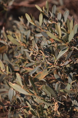 Acacia redolens, photograph (c) Sarah Dillion, some rights reserved (CC BY)