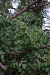 Buddleja dysophylla