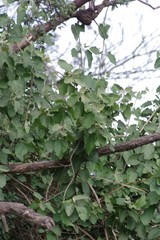 Buddleja dysophylla