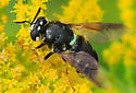 Stratiomys badia
