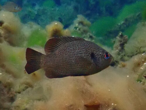 Lepomis punctatus