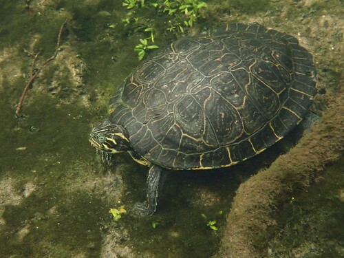 Pseudemys concinna suwanniensis