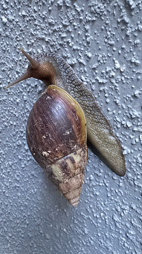 Lissachatina fulica