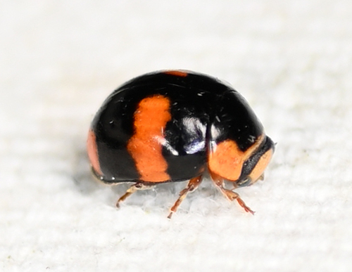 Brachiacantha dentipes (Brachiacantha dentipes), a species recorded in Florida