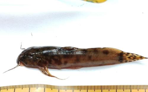 Chota climbing catfish (Astroblepus chotae) — Astroblepidae